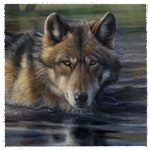 Волк осторожно плывет по водоему