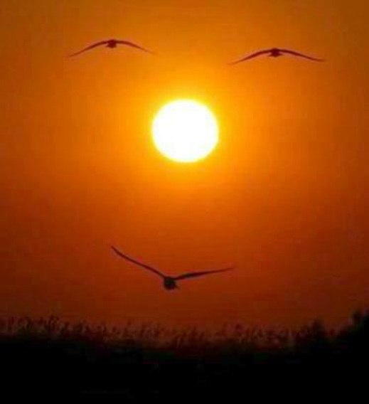 Солнце и птицы