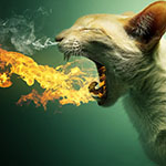  Кот, у <b>которого</b> изо рта идет огонь, а из носа дым 