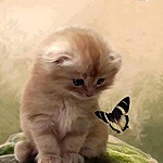  Котенок <b>наблюдает</b> за бабочкой, летающей рядом 