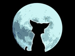 Грустный  котик при луне