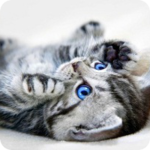  Котенок с <b>голубыми</b> глазами 