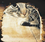 <b>Кот</b> заглядывает в мышиное логово 