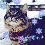  Полосатый кот с зелеными глазами на фоне зимних <b>домов</b> (mr... 