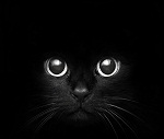  Мордочка черной <b>кошки</b>, сливающаяся с черным фоном 