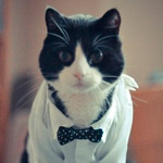 Черно-белый кот, одетый в белую мужскую рубашку с черным ...