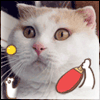  <b>Прикольный</b> кот играет в пинг-понг 