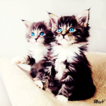  Два маленьких котенка с голубыми глазами сидят в <b>корзинке</b> 