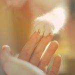 Рука человека и лапа кошки