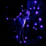  Кот <b>выходит</b> из темноты и смотрит на светлячков 