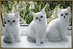 Три белых котёнка у окна