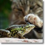 Кот трогает лапой лягушку