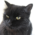 Черная кошка с желтыми мигающими глазами