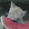  <b>Рыжий</b> драный кот ест арбуз, потому что голодный 