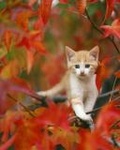 Рыжий котенок среди красных листьев