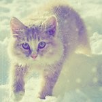 Котик в снегу