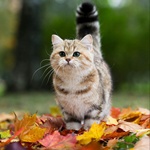  Котик стоит в <b>листьях</b> 