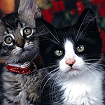 Серая и черно - белая кошки