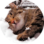 Кот нежится в снегу