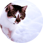  Трехмастный кот <b>идет</b> по снегу 