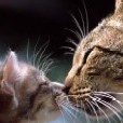 Мама - кошка целует своего котенка