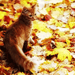 Рыжий кот стоит на осенних листьях