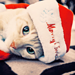  <b>Котик</b> в новогодней шапке 