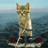Котёнок на водных лыжах