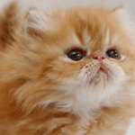 Персидский котенок моргает, шевелит носом и ушами
