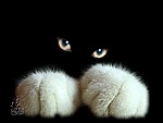 На переднем плане белые лапки черного кота