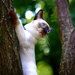  <b>Сиамский</b> кот висит стволе дерева 