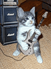 Котенок играет на гитаре и притопывает лапкой