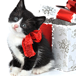 Новогодний подарок в виде котенка
