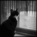 Чёрный кот смотрит на дождь за стеклянной дверью