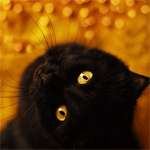  Чёрная кошка с жёлтыми глазами на <b>золотом</b> фоне 