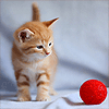 Рыжий котенок смотрит на красный клубок
