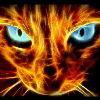 Огненная кошка с голубыми глазами