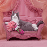  Романтичный кот лежит с букетом <b>цветов</b> на диване 