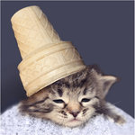 Кот с мороженым на голове