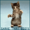 Танцующий котик shake that booty