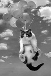 Кот летает на воздушных шарах
