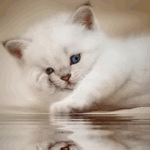 Котенок задумчиво смотрит на свое отражение