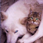 Белый волк охраняет полосатого кота