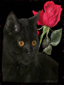 Черная кошка с красной розой