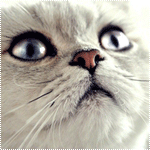  <b>Белый</b> кот с красивыми глазами 