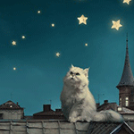 Белый кот забрался на крышу и смотрит на звездное небо