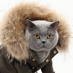 Серый кот в куртке с меховым воротником
