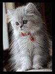 Кошка со светодиодным ошейником