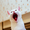  Белый кот <b>зевает</b> 