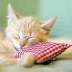 Спящий на подушечке рыжий котёнок